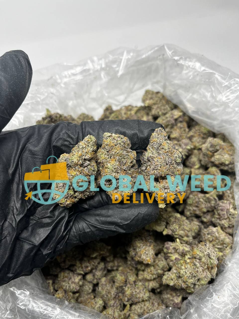 photo_2023-01-31_20-49-15 Buy Black Domina online