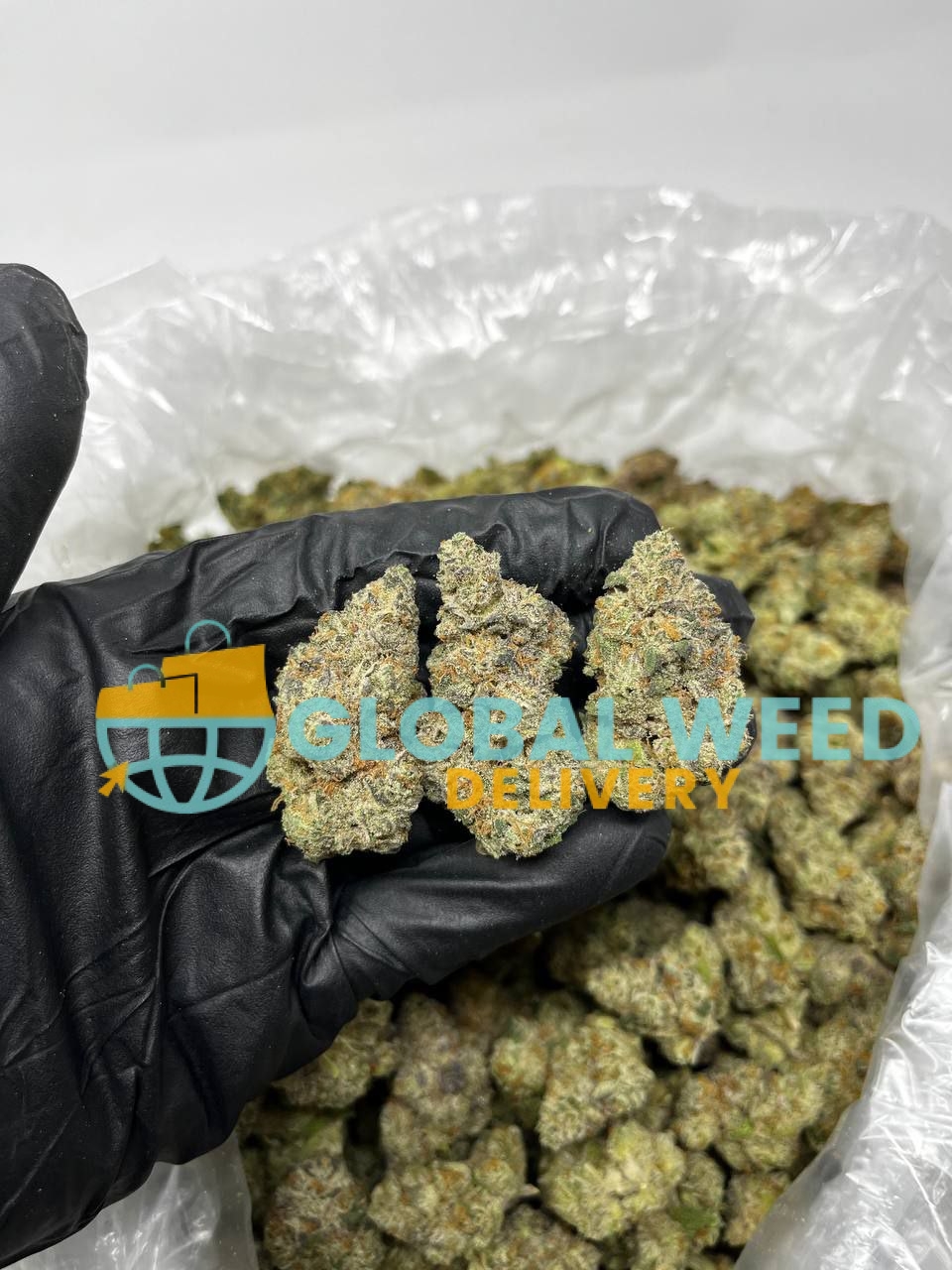 photo_2023-04-08_16-46-33 Buy Mango Kush Strain