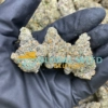 Do-Si-Dos Strain for sale 