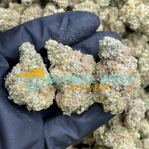 Kraken Strain (AAAA) For Sale