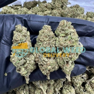 Agent Orange Marijuana Strain