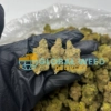 Buy Sour Diesel Strain (AAA) Online