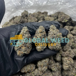 Buy Purple Kush Strain (AAA) Online